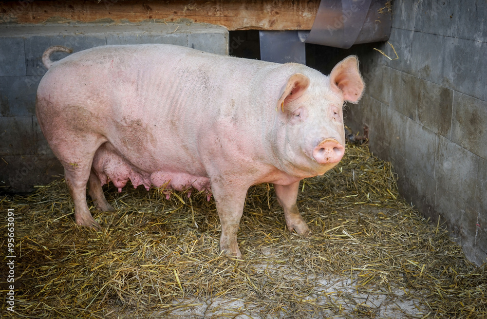 Outdoor-Schweinehaltung, alte Sau draußen vor eingestreuter Hütte Outdoor-Schweinehaltung, alte Sau draußen vor eingestreuter Hütte