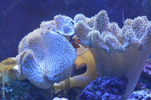 Pesce pagliaccio entra in anemone di Mare photo