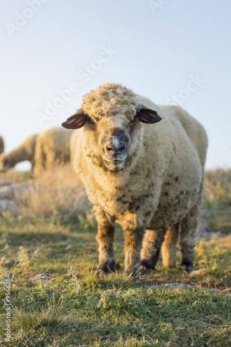 Happy sheep grazing in the field facing the camera