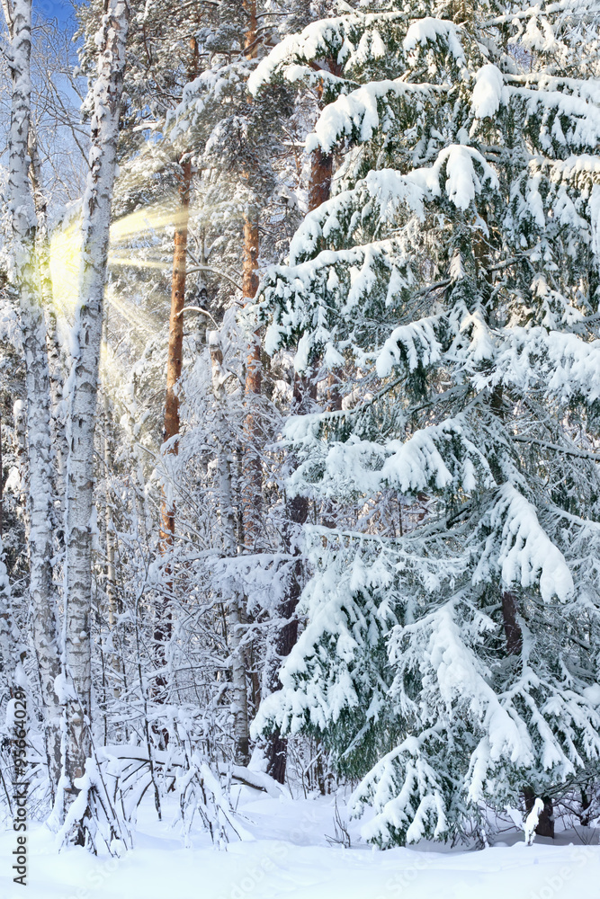 Obraz premium Winter landscape with frozen trees