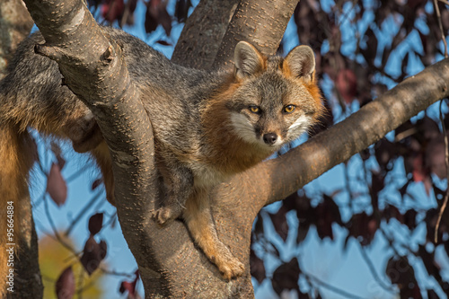 Grey Fox (Urocyon cinereoargenteus) in Tree Looks Forward