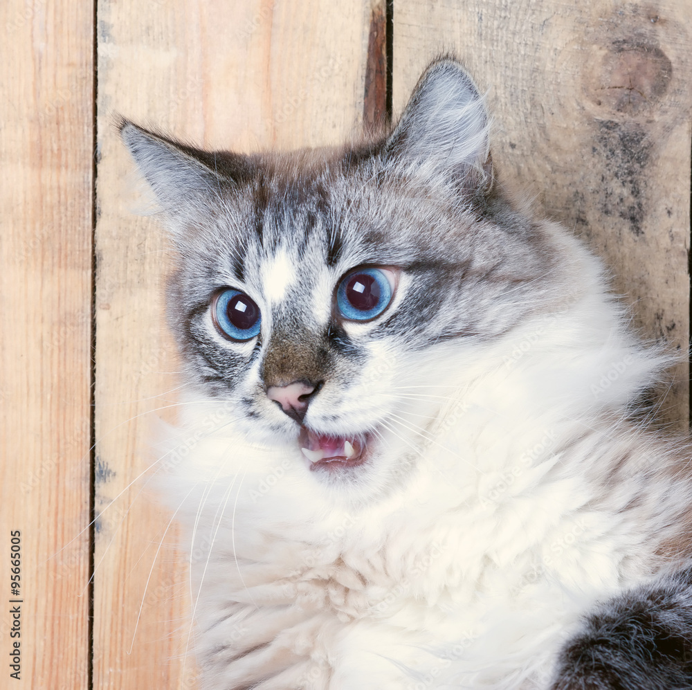 toned portrait of an evil cat closeup