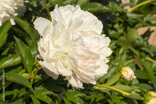 white peonies bush growing