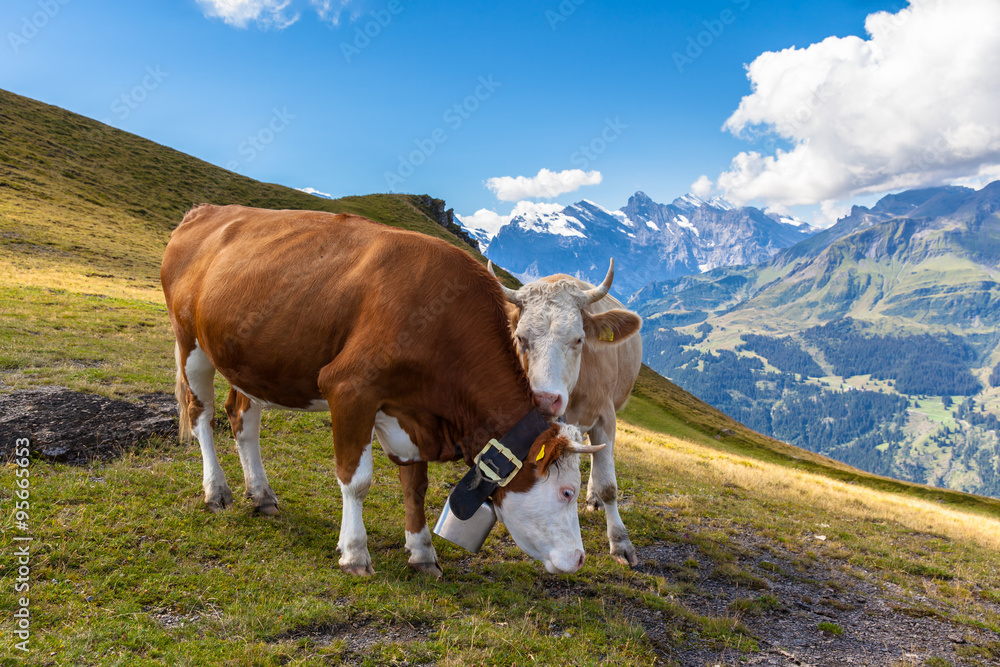 Cows on Bernese Oberland