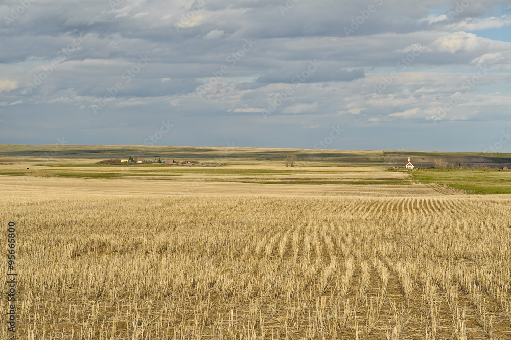 wheat field and small village in background  in Canadian Prairies in Saskatchewan, Canada