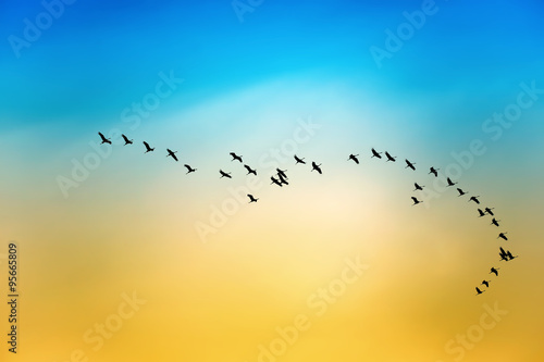 Silhouette of flying birds migratory passage shadoof in the sky