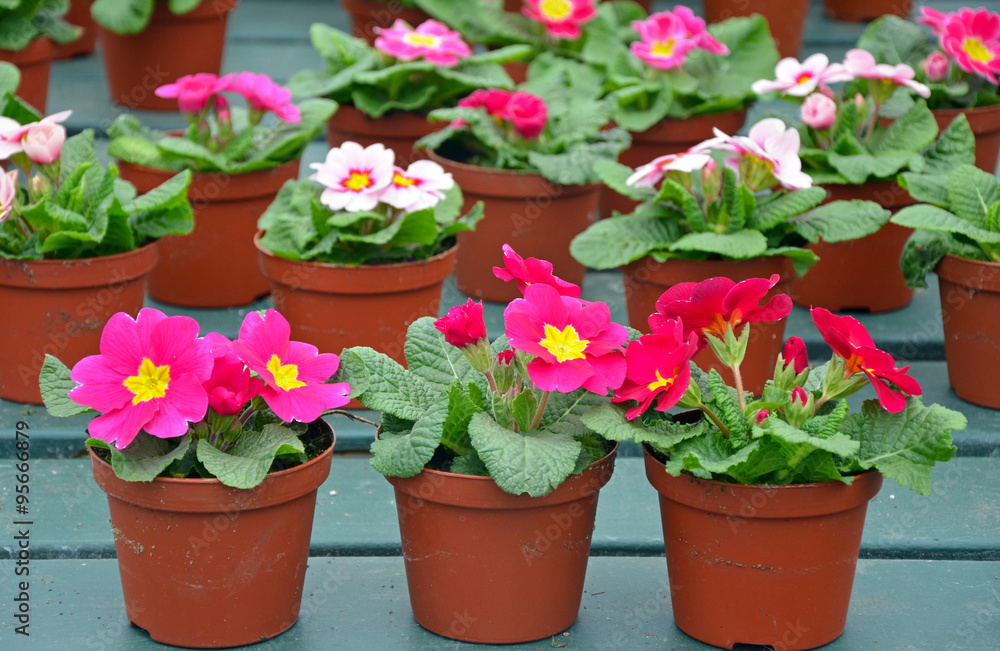 Pots of pink primroses