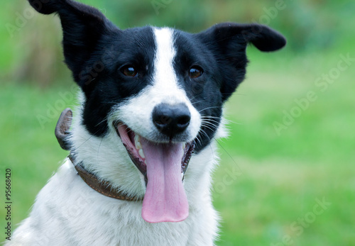 Bild auf Leinwand portrait of a cheerful mongrel in the collar