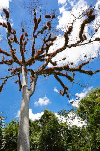 Dry Ceiba tree, its branches covered with fluffy vegetation in Tikal National Park, Guatemala