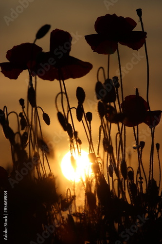 Fototapeta Naklejka Na Ścianę i Meble -  Poppies at sunset