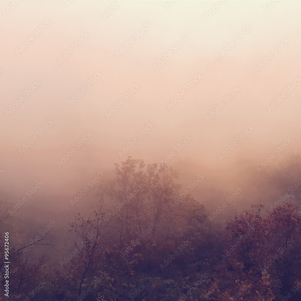 Foggy magic in the forest Foggy magic in the forest