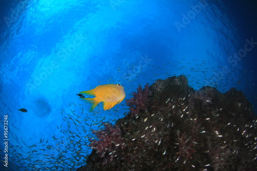 Underwater scene - fish on ocean coral reef