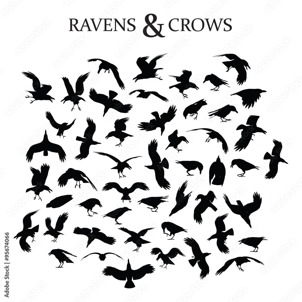Fototapeta premium Ravens and Crows