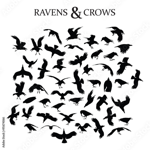 Ravens and Crows