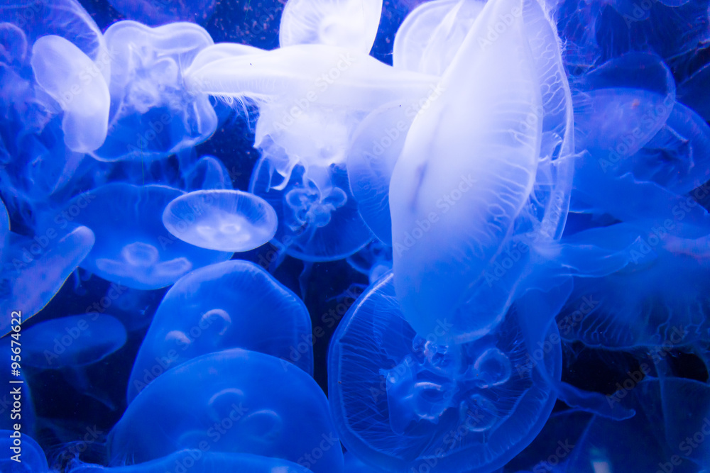 jellyfish in blue water jellyfish in blue water