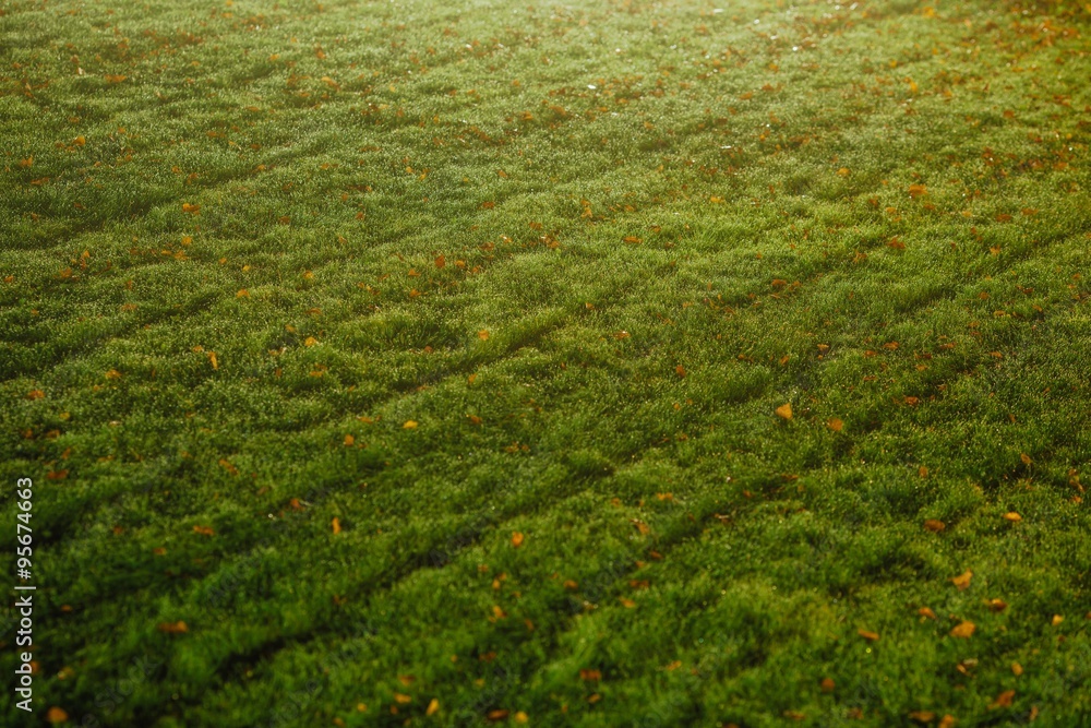green lawn textured background green lawn textured background