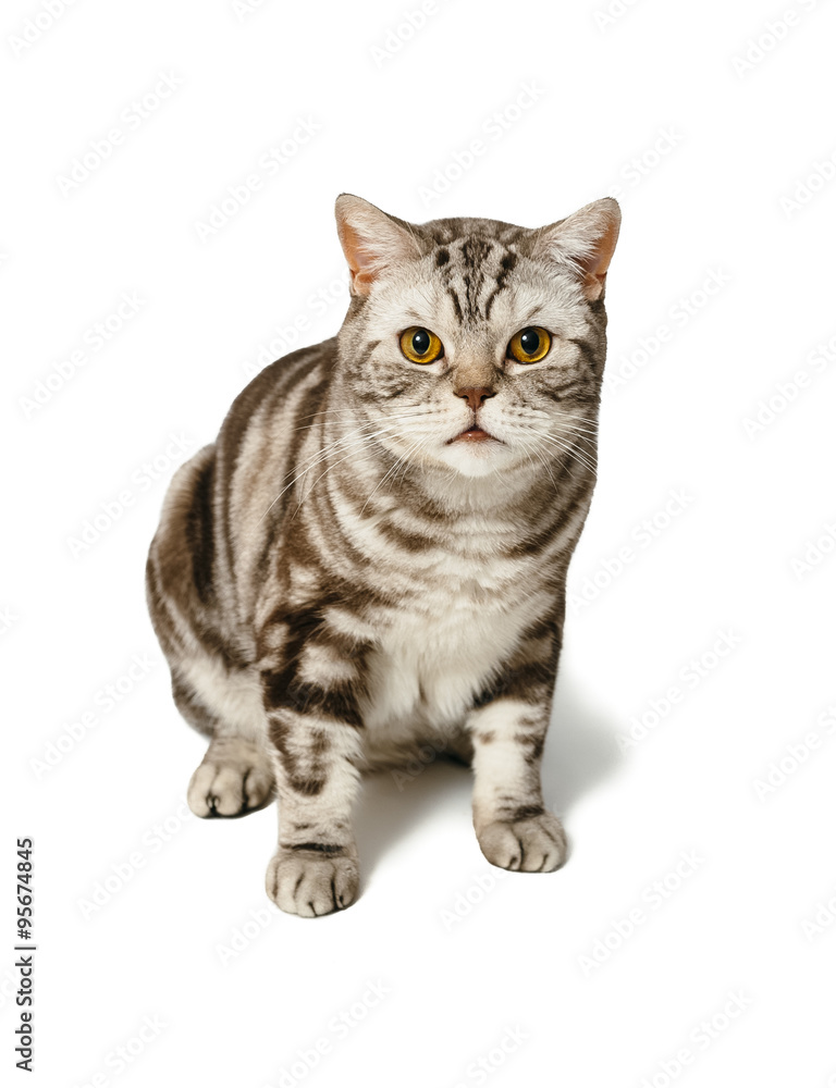 Obraz premium British Shorthair cat