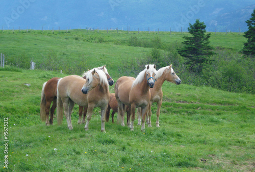 Haflinger horses