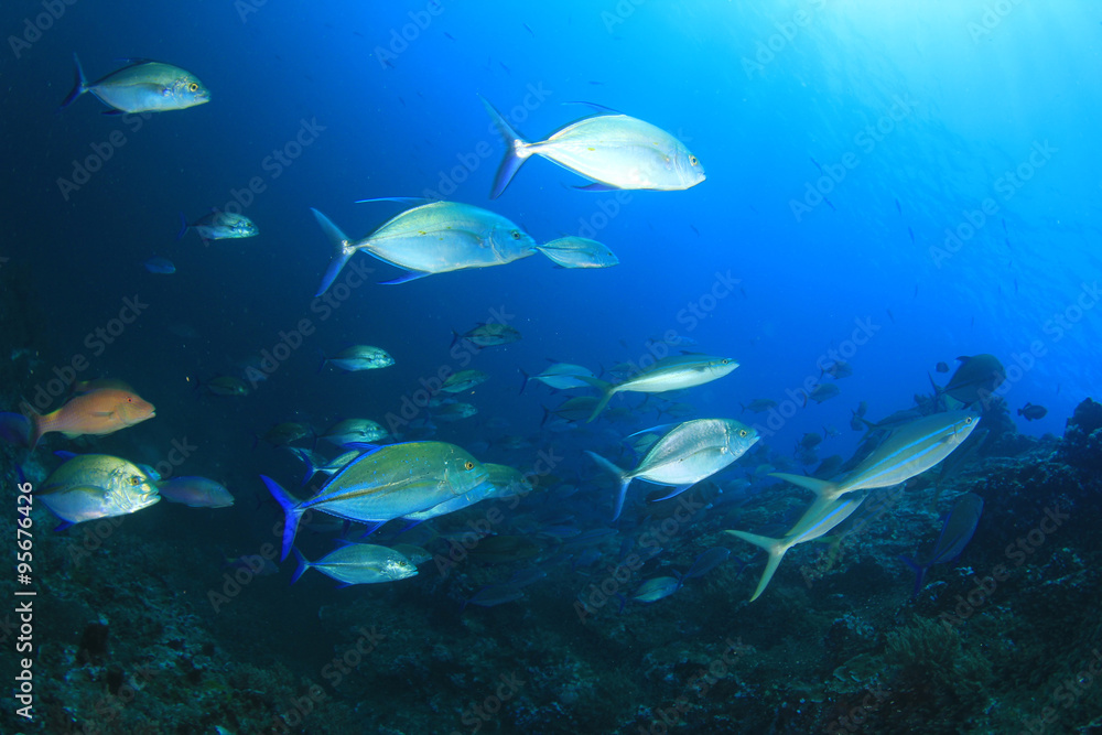 Fototapeta premium Underwater fish - mackerel,sardines, tuna