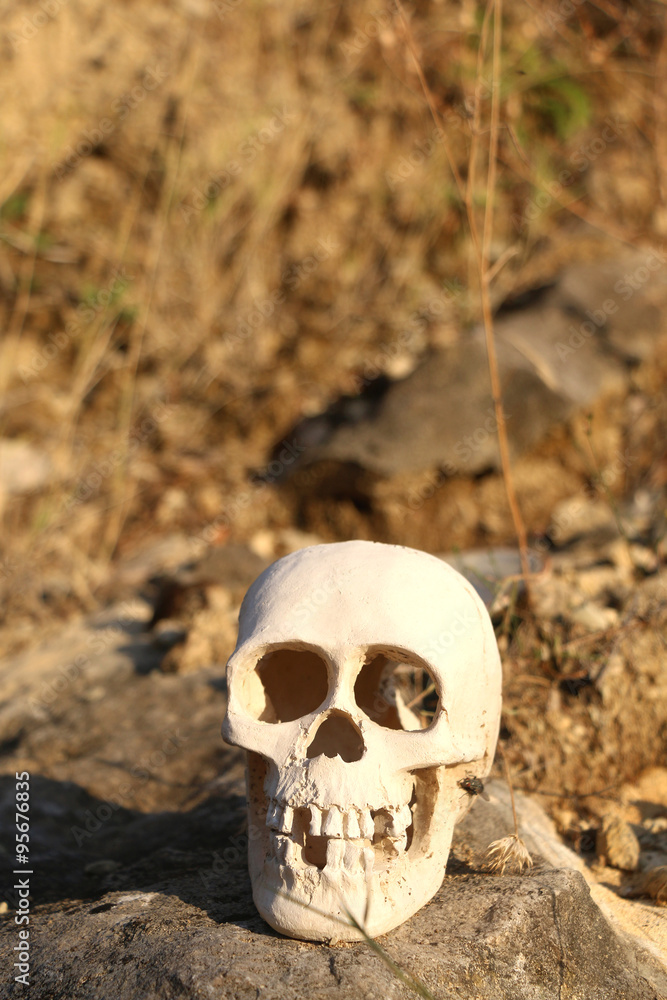 Artificial skull found in nature. Selective focus. Artificial skull found in nature. Selective focus.