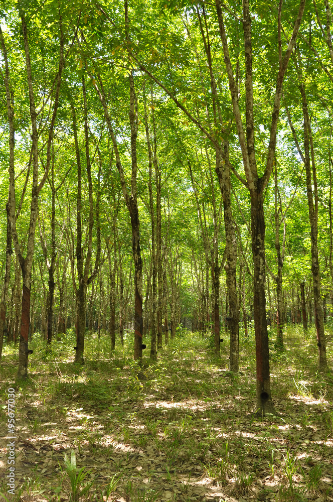 Fototapeta premium rubber plantation