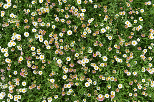 Fototapeta Naklejka Na Ścianę i Meble -  Summer or spring beautiful garden with daisy flowers