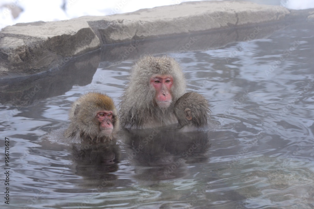 Naklejka premium 温泉と猿 