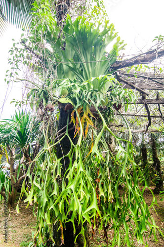 platycerium coronarium on tree photo