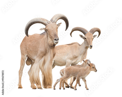 barbary sheep family