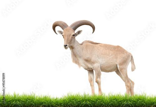 Obraz na plátně barbary sheep