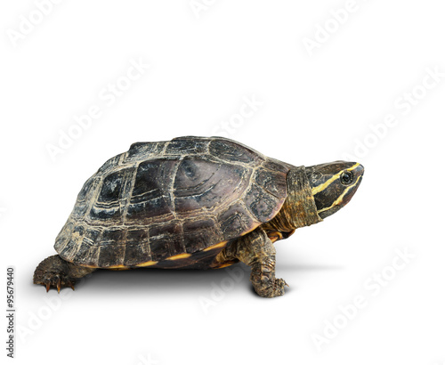 Tortoise on white background