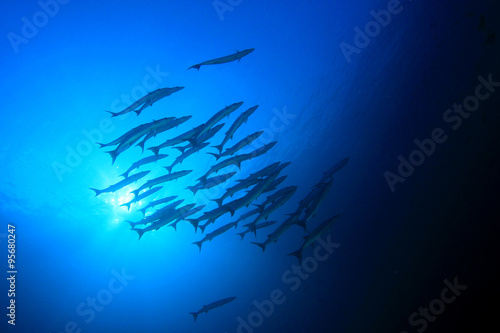 Shoal Barracuda fish underwater in ocean