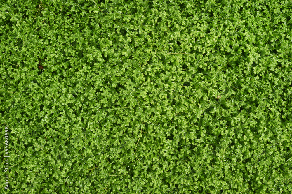 Green plant in nature background. Green plant in nature background.