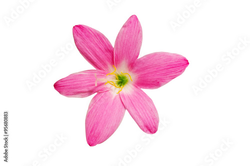 Macro of pink flower