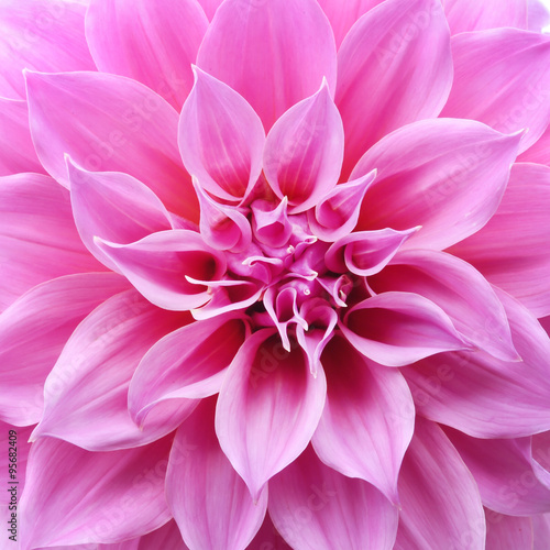 Close up of flower dahlia for background, Abstract petals flower dahlia © nimon_t