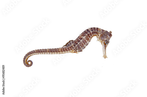 Bilde på lerret The hippocampus