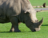 The white rhinoceros is going