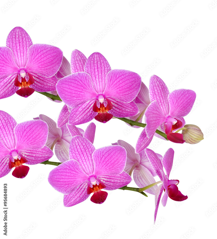 Closeup of a purple orchid isolated on white Closeup of a purple orchid isolated on white