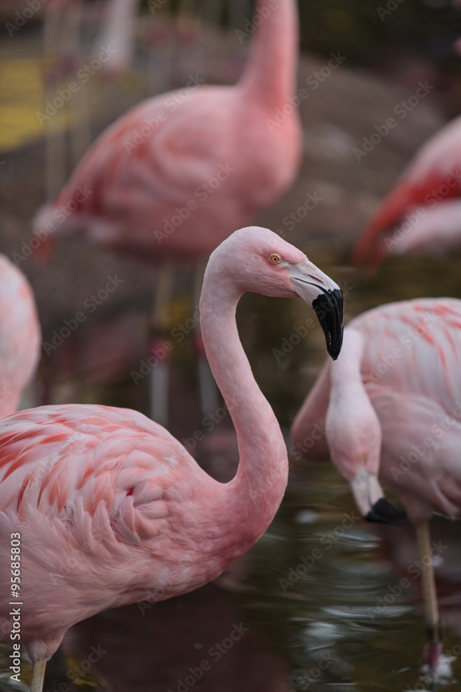 Fototapeta premium Chilean flamingos, Phoenicopterus chilensis, are a bright pink