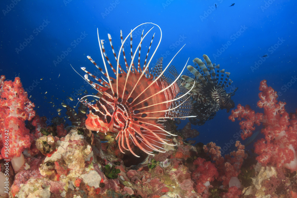 Fototapeta premium Spotfin Lionfish and coral underwater