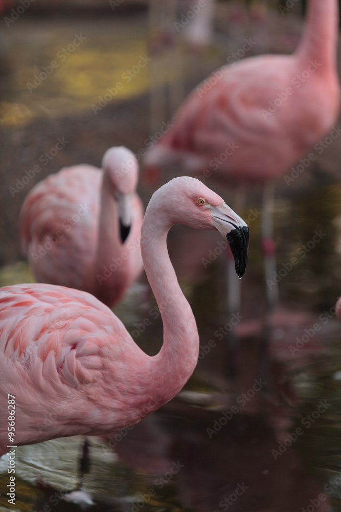 Fototapeta premium Chilean flamingos, Phoenicopterus chilensis, are a bright pink