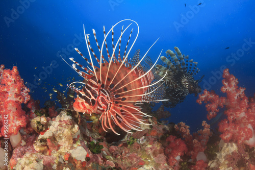 Spotfin Lionfish and coral underwater