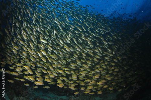 Fish underwater: Bigeye Snappers