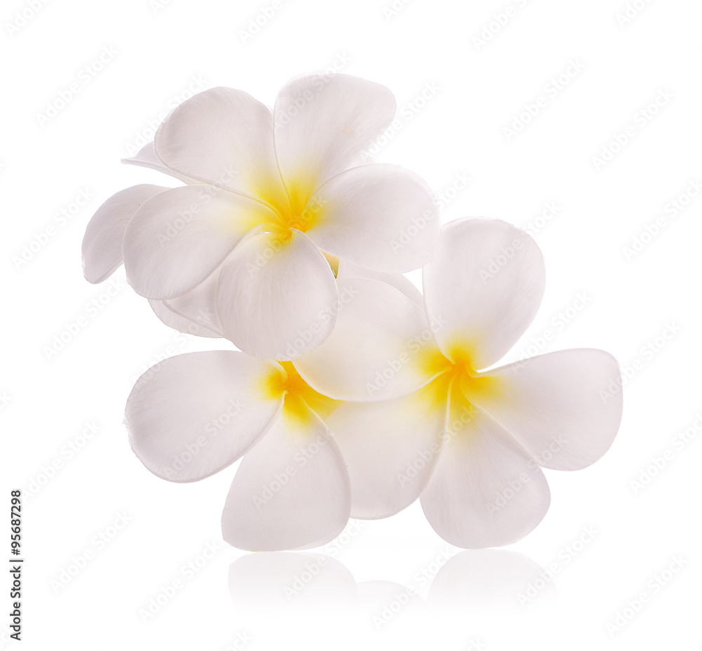 Obraz premium frangipani flowers on white background