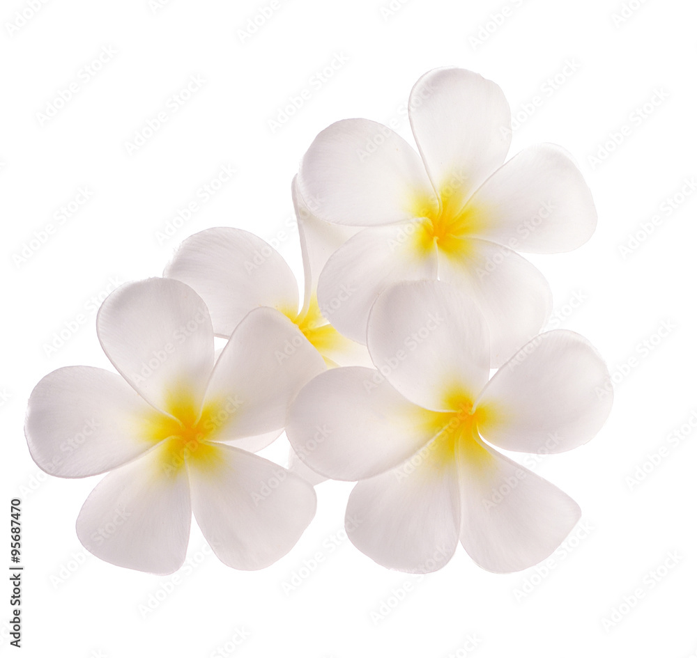 frangipani flowers on white background