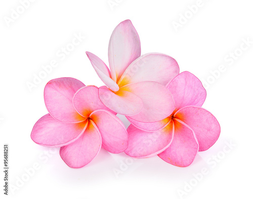 frangipani flowers on white background