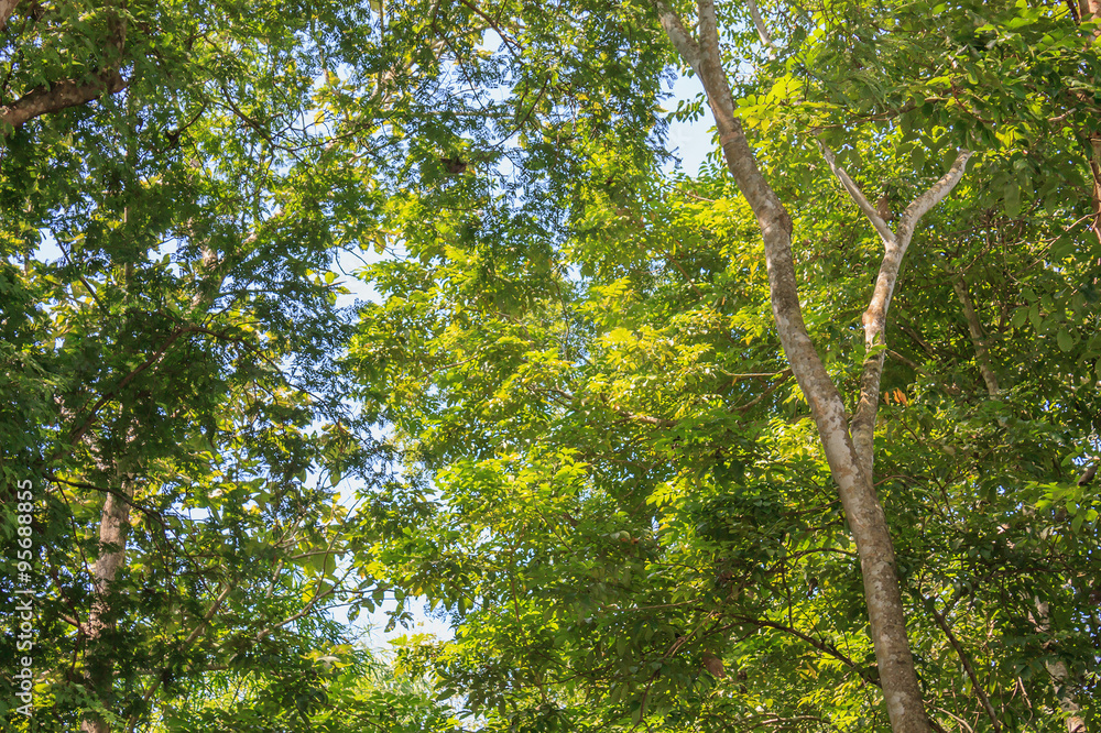 forest trees. nature green wood sunlight backgrounds forest trees. nature green wood sunlight backgrounds
