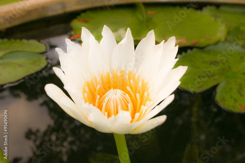 Fototapeta Naklejka Na Ścianę i Meble -  Lilies in pond