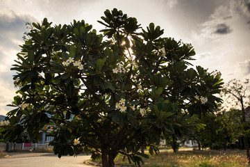 Keuken achterwand Magnolia Reusachtige witte magnoliaboom langs weg  © alkiona_25