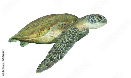 Green Sea Turtle isolated on white